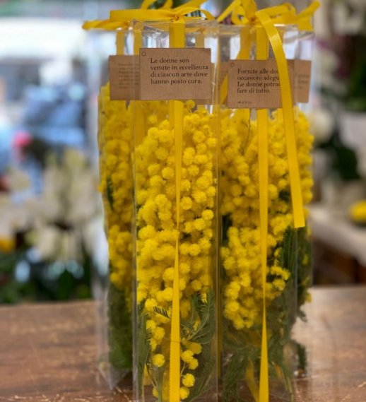 Mimose in box trasparente