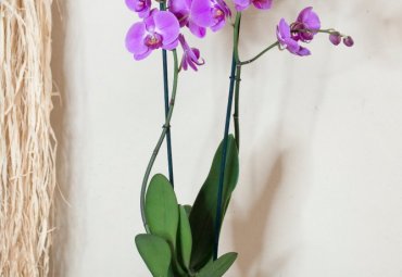 Orchidea phalaenopsis rosa