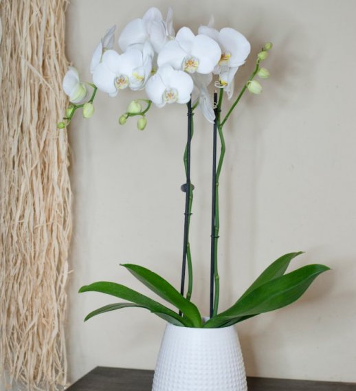 Orchidea phalaenopsis bianca