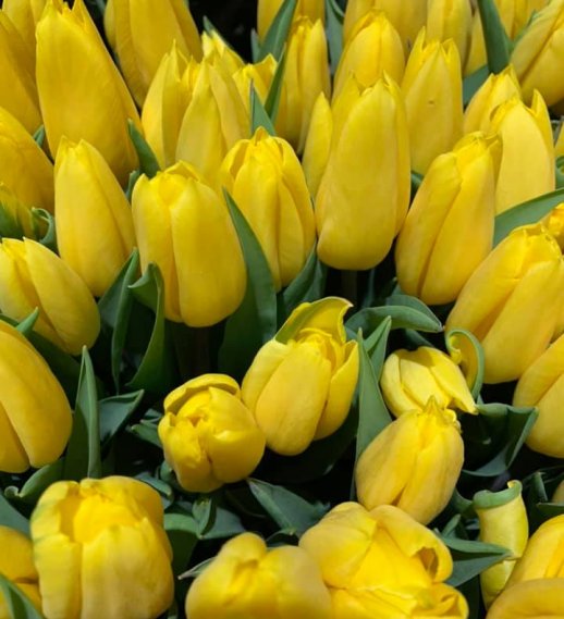 Tulipani gialli