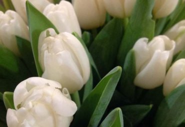 Tulipani bianchi